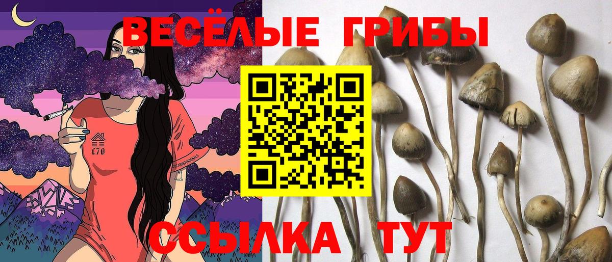 Камышлов  Псилоцибиновые грибы Psilocybine cubensis  Вход с VPN 